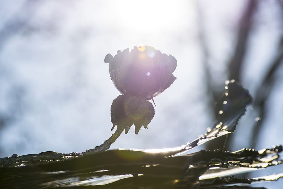 light, flare, sunlight, bird, animal, rose, plant, iron, lights HD wallpaper