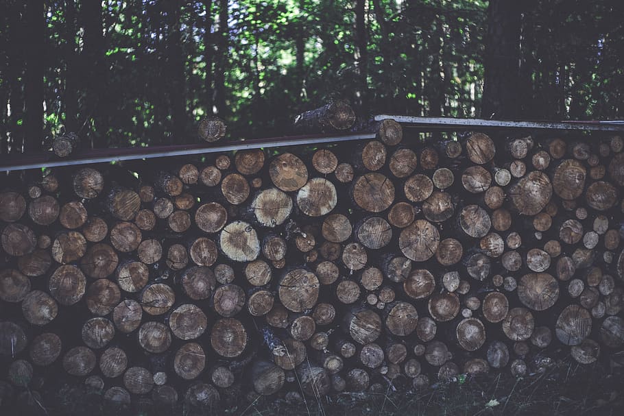 logs surrounded by treelines, forest, large group of objects HD wallpaper