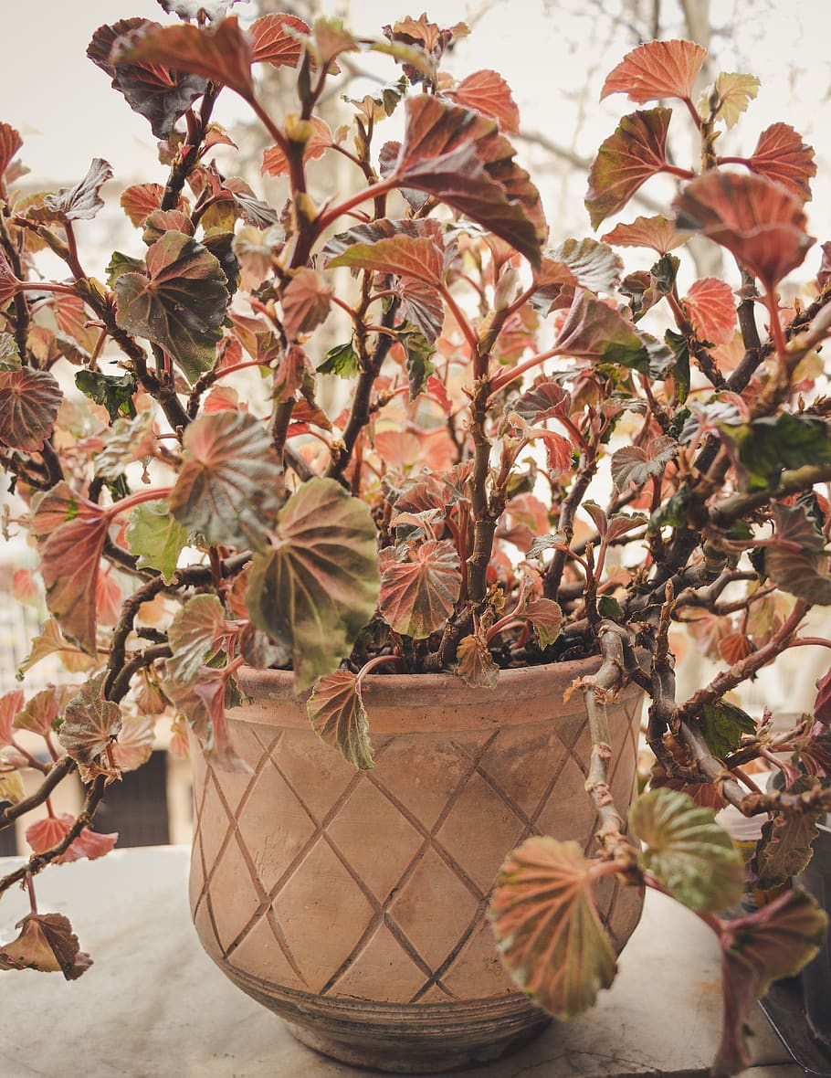plant, leaf, flower, pineapple, fruit, food, blossom, autumn HD wallpaper