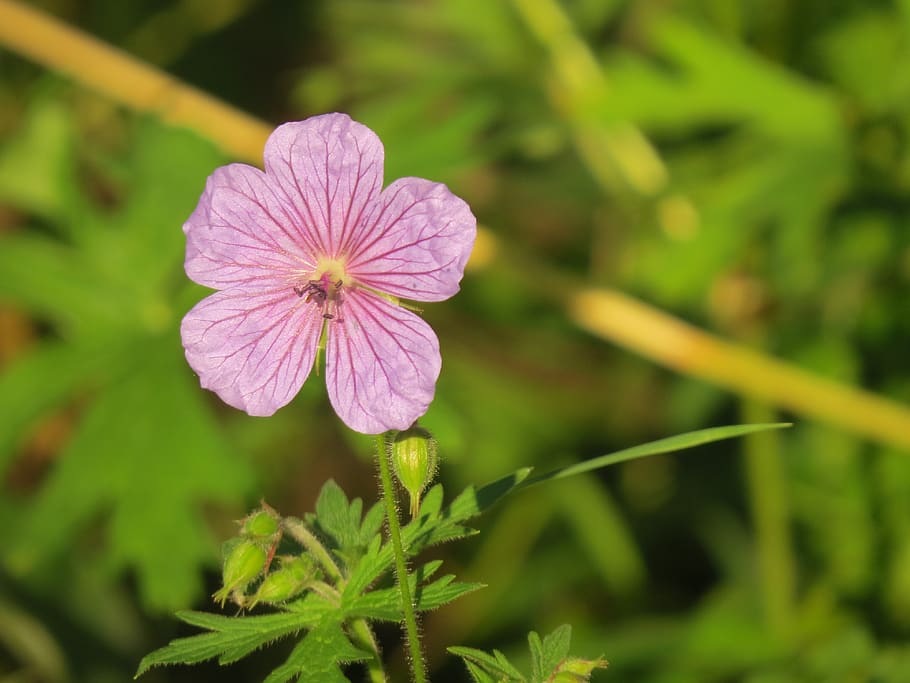 flower, bloom, summer, nature, petals, beauty, spring, flora HD wallpaper