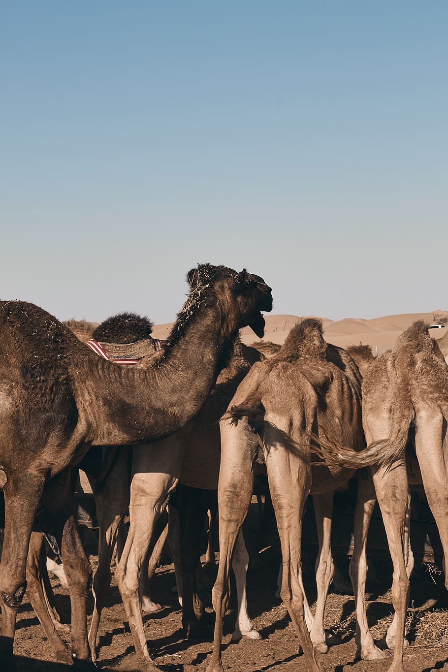 caravan of camel on desert during daytime, animal, mammal, cow, HD wallpaper