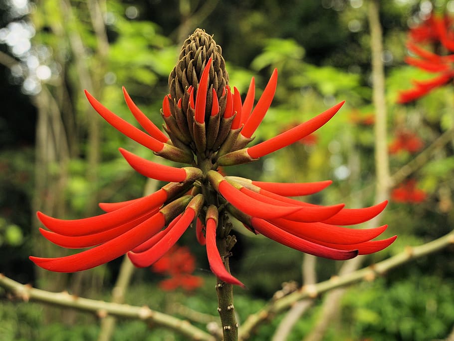 flower, red, tropical, bloom, plant, spectacular, nature, botanical HD wallpaper
