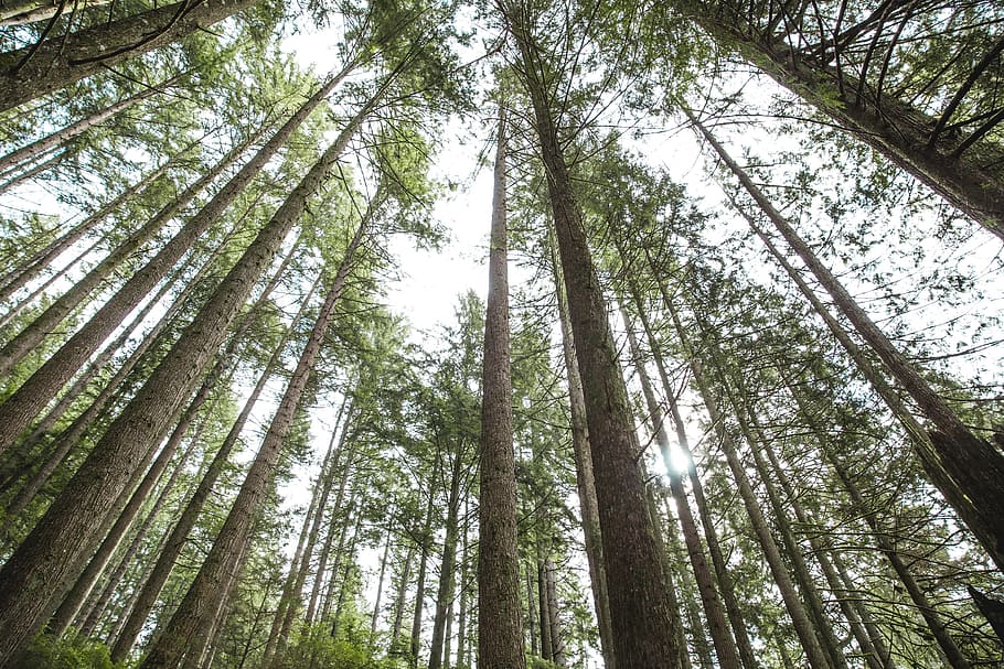 Looking Up At Trees Photo, Backgrounds, Earth, Outdoor, forest HD wallpaper