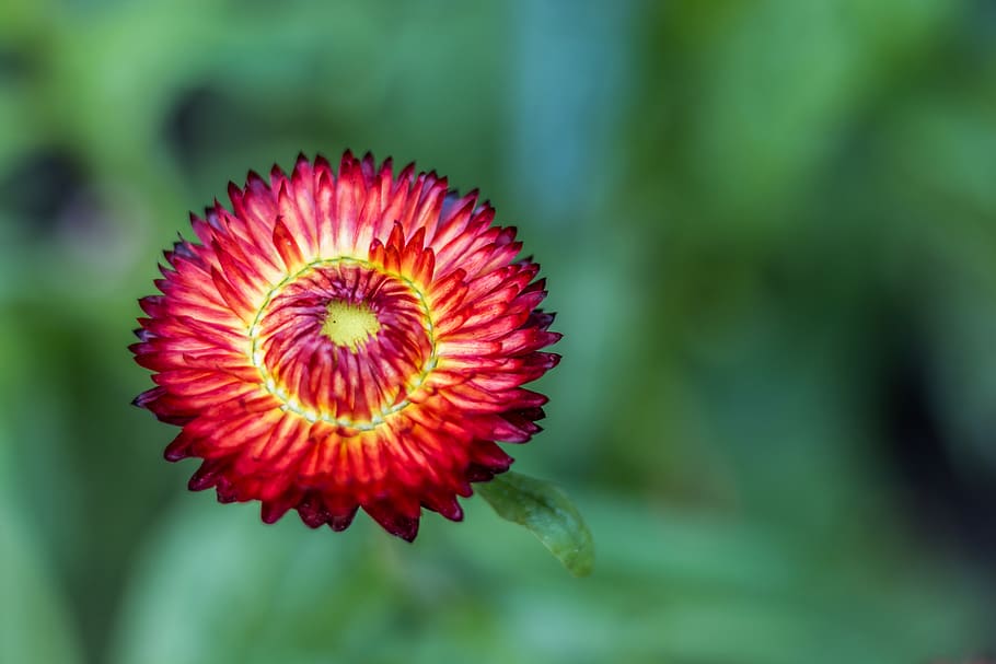 blossom, bloom, summer, nature, flower, plant, garden, close up HD wallpaper
