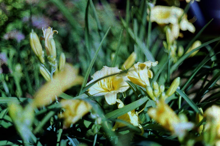 cndrm, 35mm, flowers, plant, selective focus, growth, close-up HD wallpaper