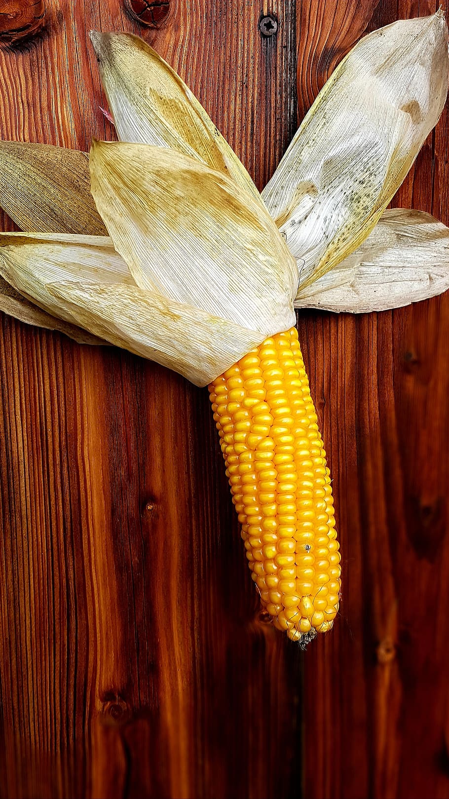 corn, corn on the cob, yellow, ripe, involucral bracts, wooden wall, HD wallpaper