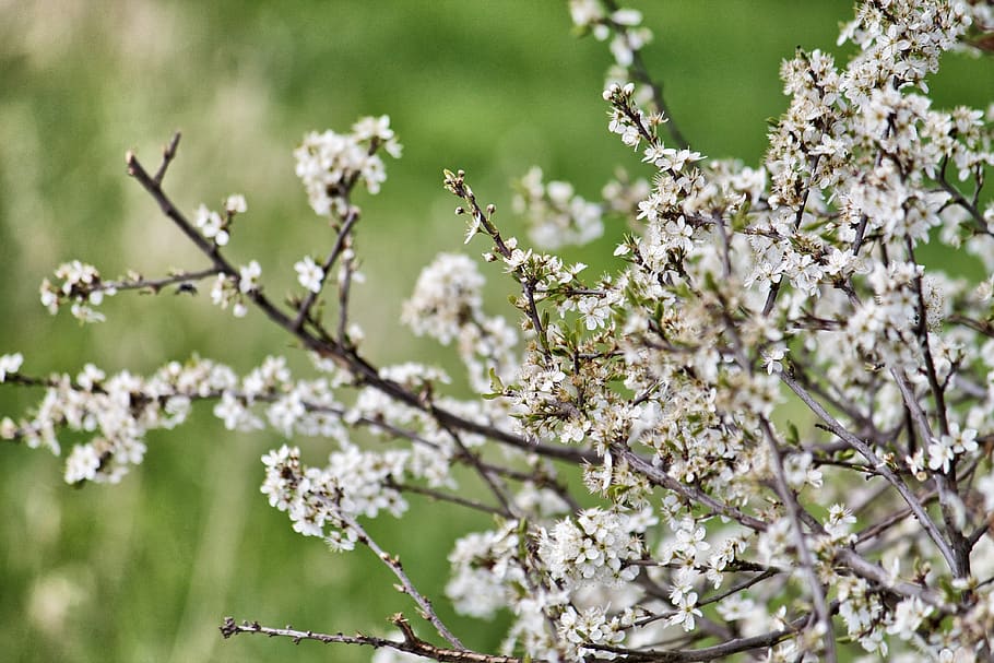 flowering plant, fragility, blossom, freshness, tree, springtime HD wallpaper