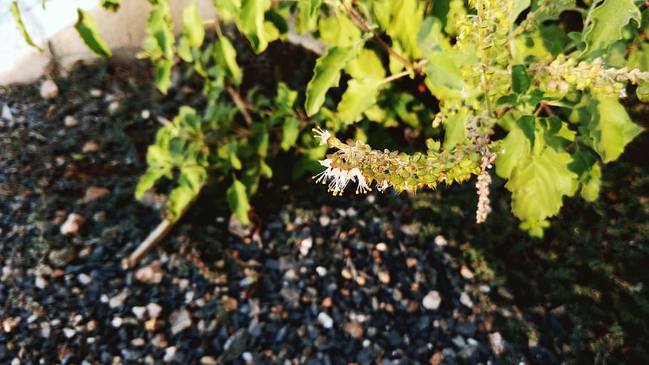 india, botad, plant, growth, nature, leaf, plant part, day HD wallpaper