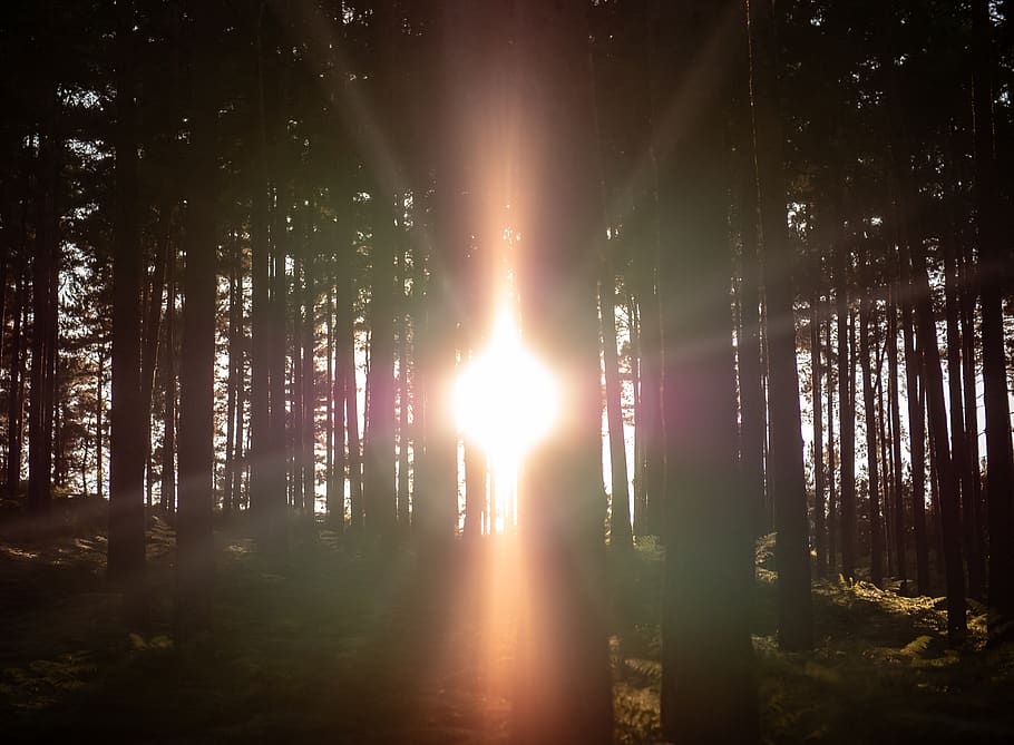 sunlight passing through forest trees, flare, bourne woods, farnham, HD wallpaper