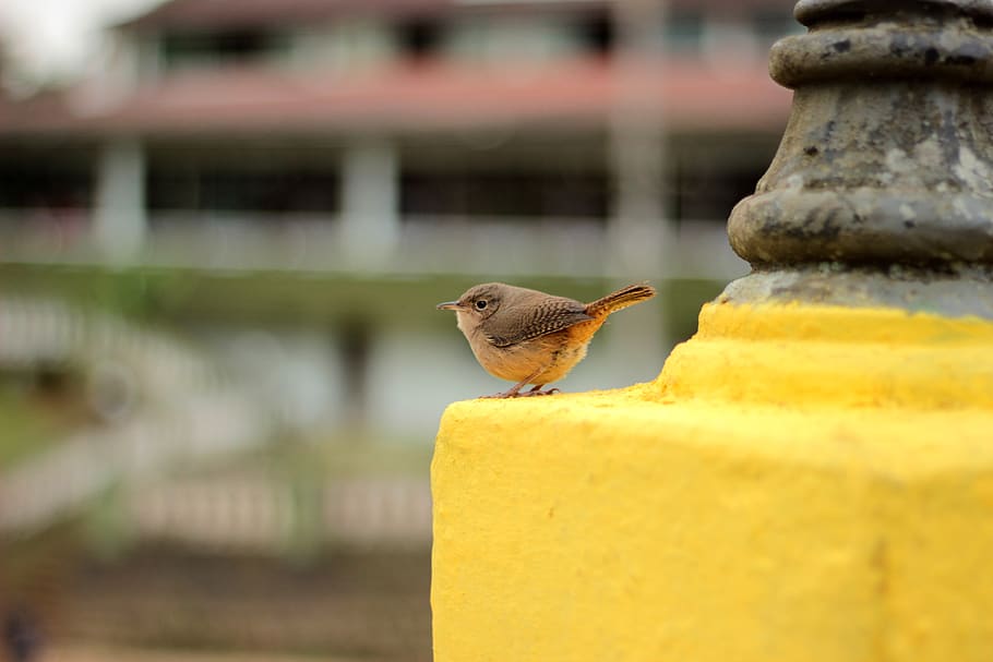 bird, small, city, square, nature, animal, feathers, sitting HD wallpaper