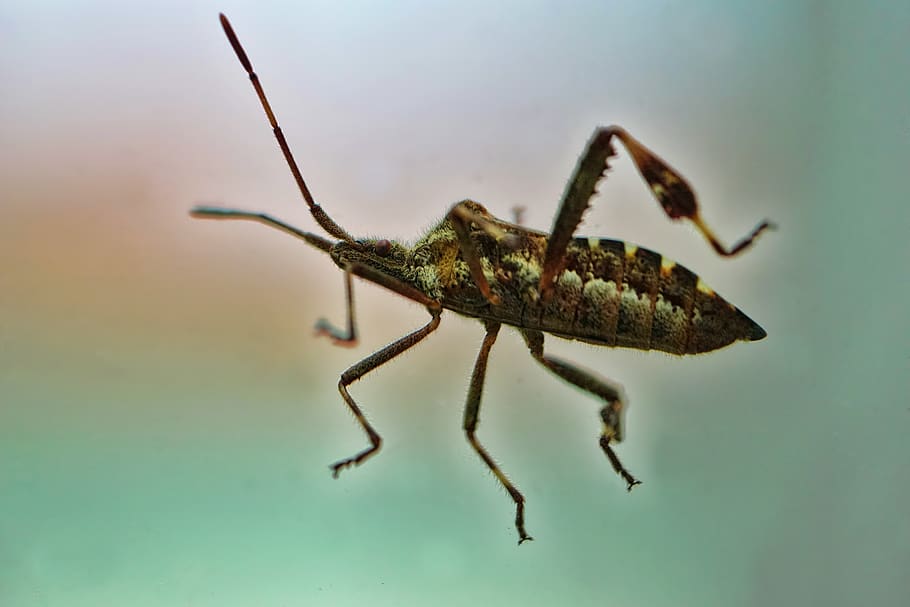nature, animal, insect, bug, macro, crawl, summer, animal themes HD wallpaper