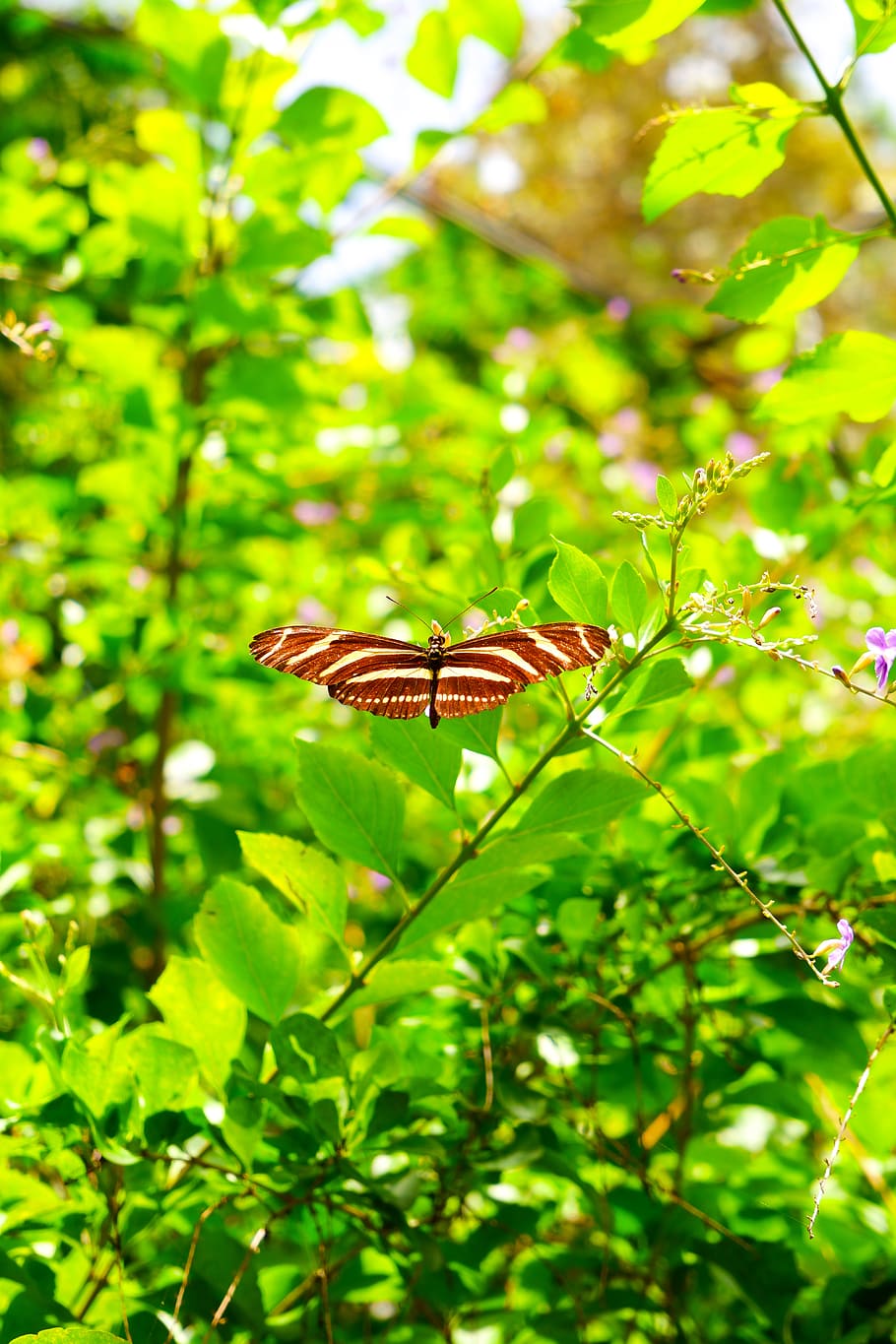 belize, san ignacio, insect, flower, green, trees, nature, wings HD wallpaper