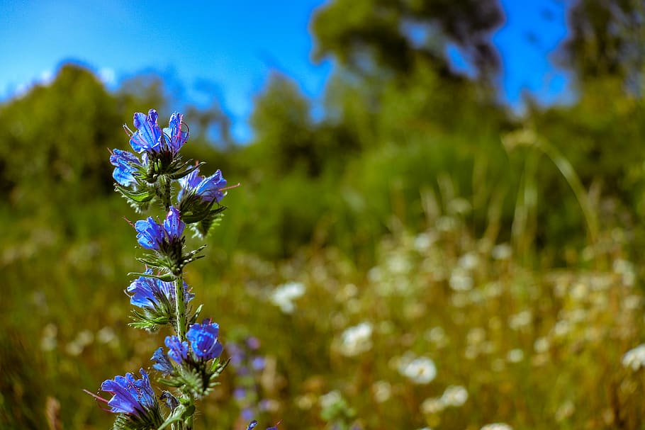 plant, flower, blossom, iris, lupin, geranium, petal, agapanthus HD wallpaper