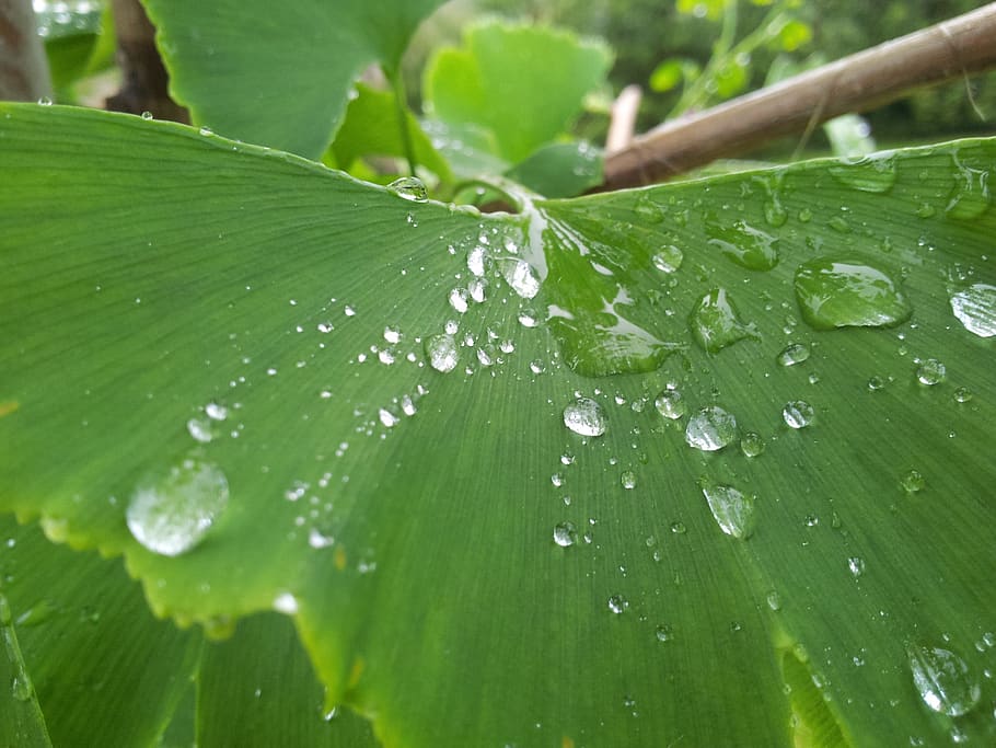 dew drops on green leaf, plant part, close-up, green color, wet HD wallpaper