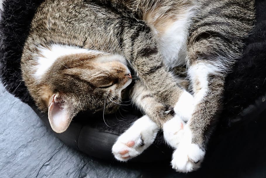 cat, paws, basket, sleep, pet, domestic cat, mammal, animal themes HD wallpaper
