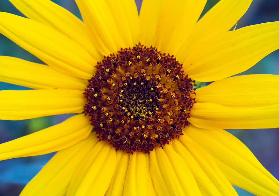 close up photo of sunflower, plant, flora, blossom, college place, HD wallpaper