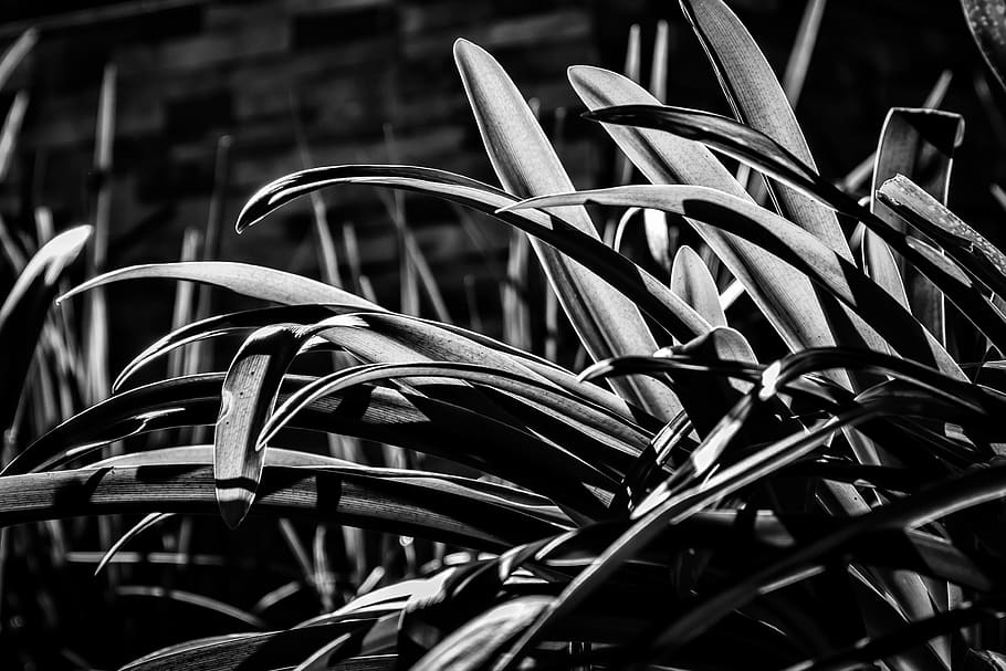 grayscale photography of plant, monochrome, agapanthu, shadow, HD wallpaper