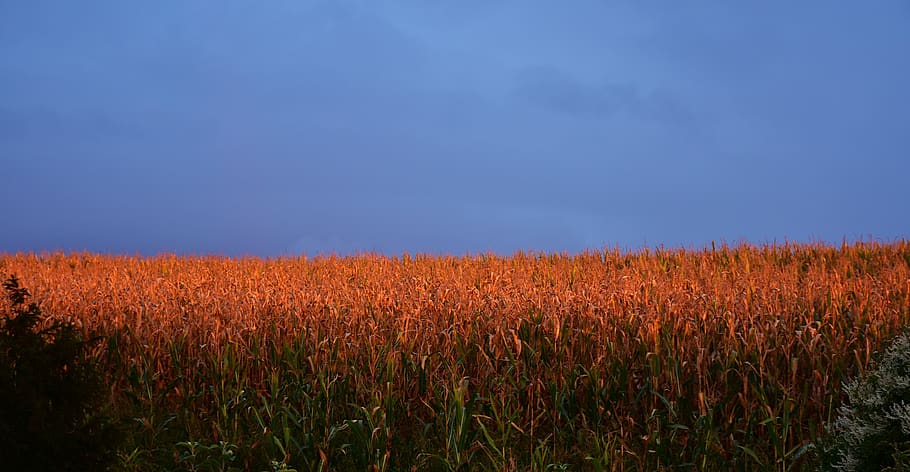 sunset, afterglow, corn, cornfield, agriculture, summer, landscape HD wallpaper