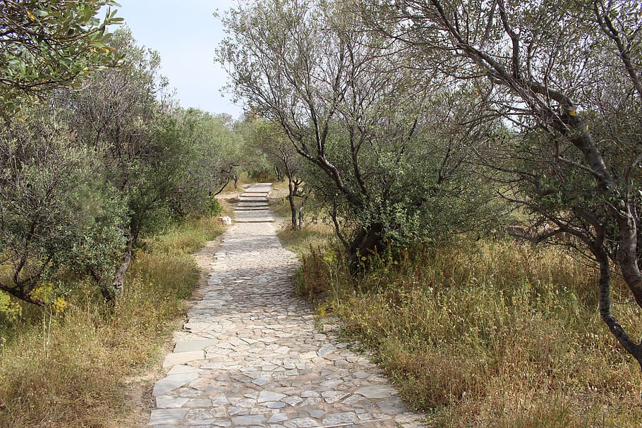 greece, athens, walk, hike, path, nature, trees, summer, forest HD wallpaper