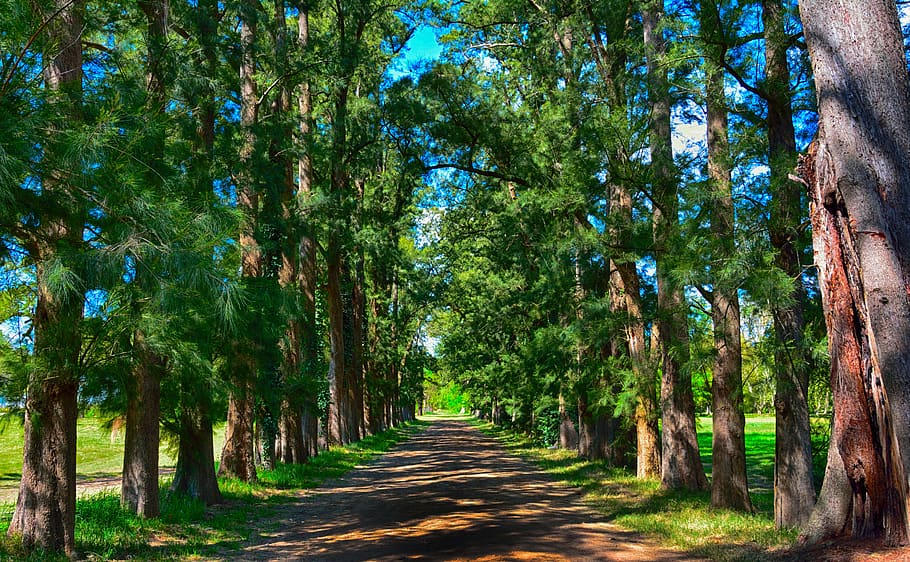 tree, nature, wood, leaf, plant, outdoors, forest, green, summer HD wallpaper