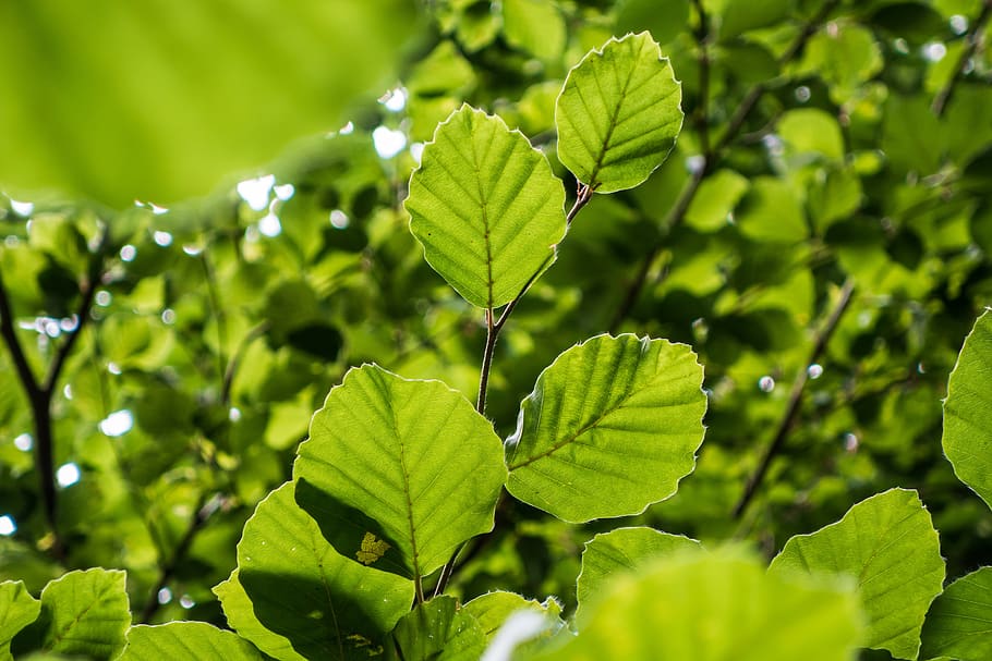 leaves, branch, light, tree, summer, green, leaf, plant part HD wallpaper