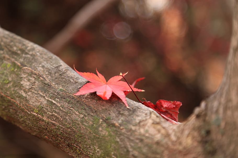 HD wallpaper: autumn leaves, maple leaf, the leaves, nature, plant part