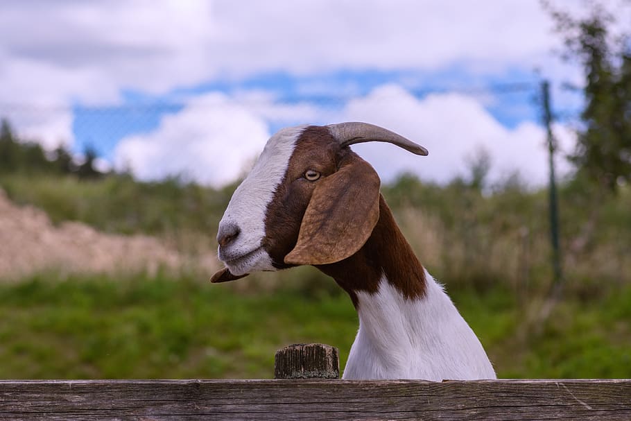 HD wallpaper: goat, horn, fur, quadruped, domestic goat, mammal