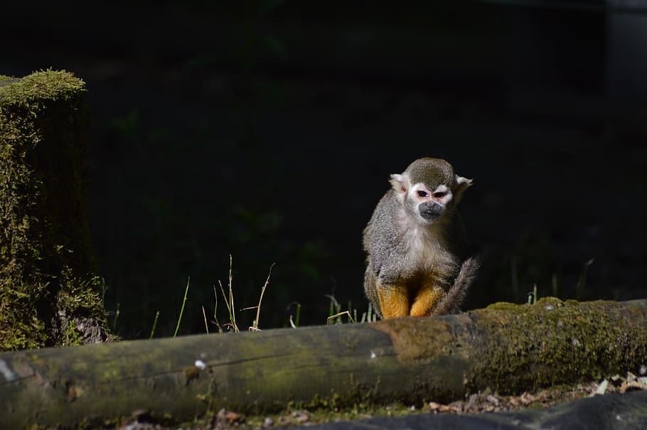 monkey, primate, zoo, animal themes, animals in the wild, animal wildlife HD wallpaper