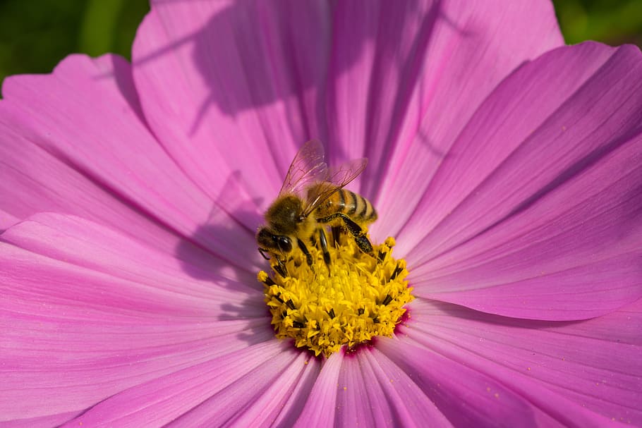 bee, flowers, insects, macro, moisture, flowering plant, petal HD wallpaper