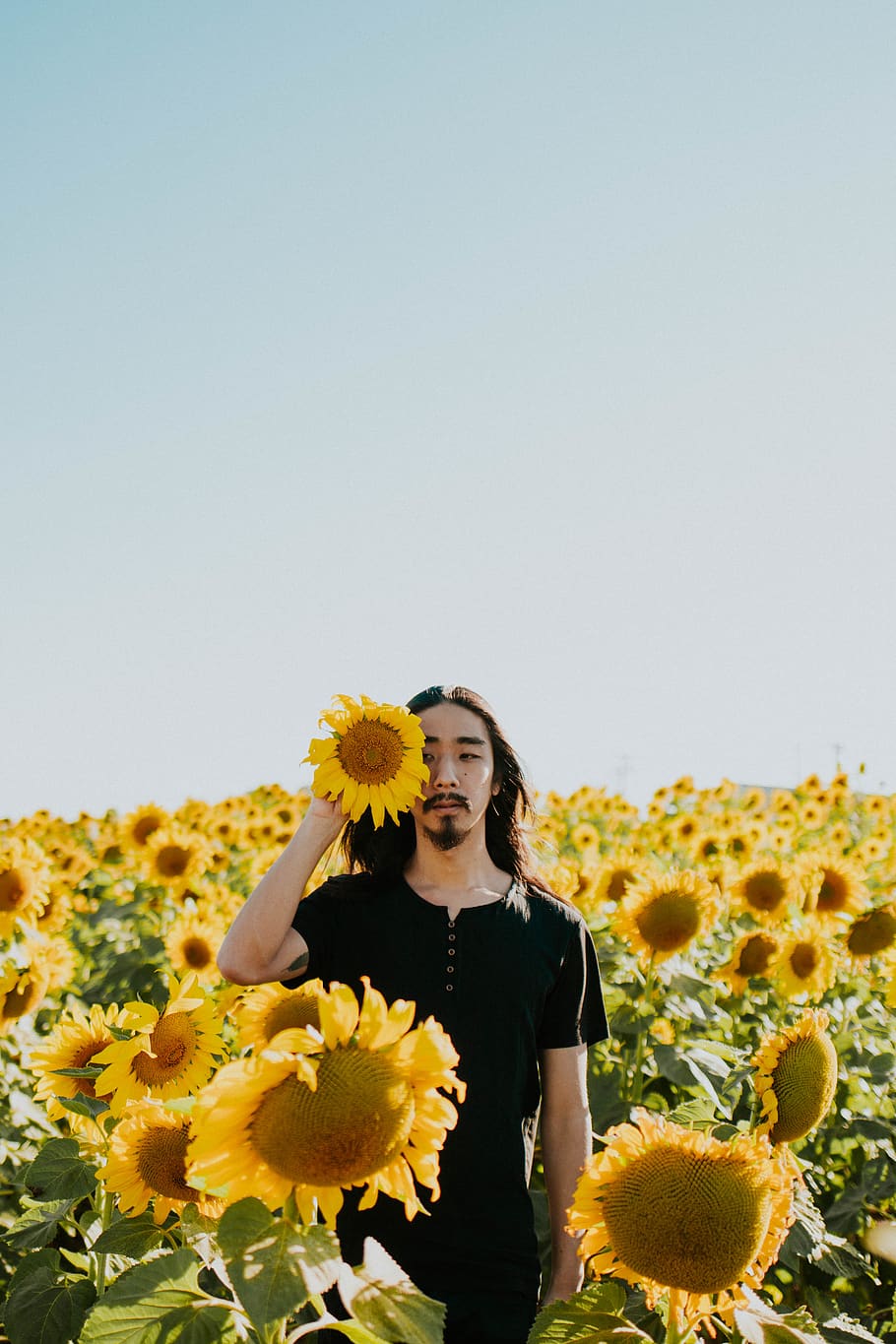 HD wallpaper: Man Holding Giant Sunflower on Bloom, close-up, color ...