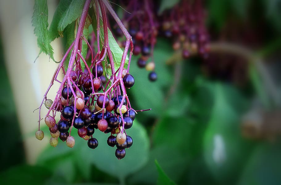 flora, nature, berries, wild, spring, outbreak, flowering, garden HD wallpaper