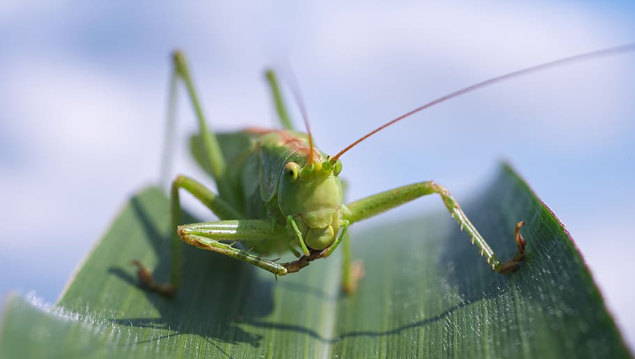 Green Grasshopper on Green Leaf Plant, close-up, insect, macro HD wallpaper