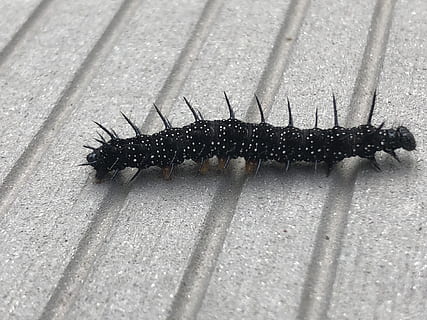 millipede, insect, caterpillar, animal themes, one animal, invertebrate HD wallpaper