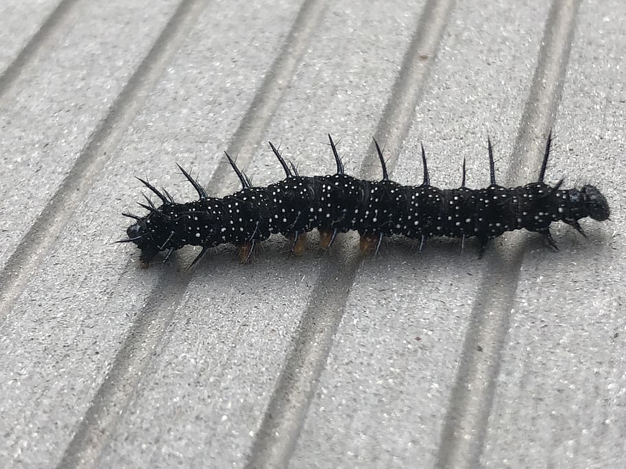 millipede, insect, caterpillar, animal themes, one animal, invertebrate HD wallpaper