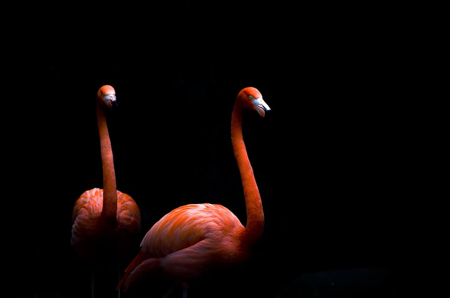 two pink flamingos, bird, animal wildlife, animal themes, animals in the wild HD wallpaper