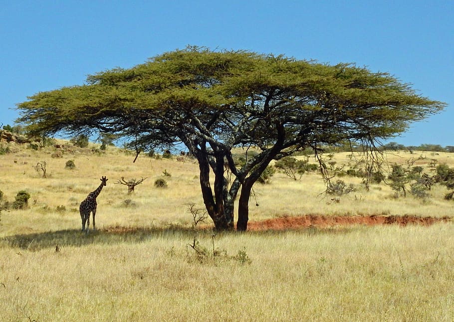 green leafed tree, savanna, nature, field, outdoors, grassland HD wallpaper