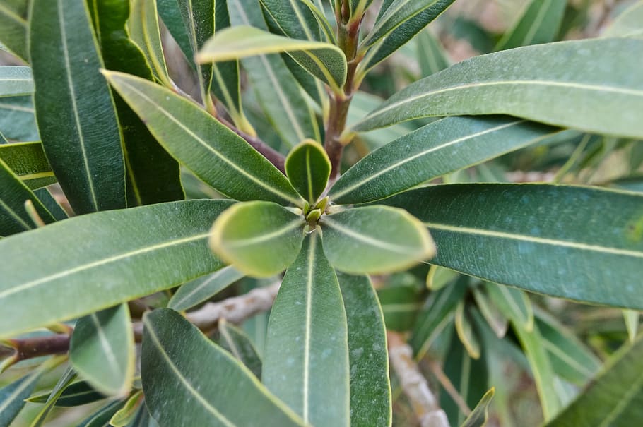 plant, leaf, tree, blossom, flower, annonaceae, pattern, sprout HD wallpaper