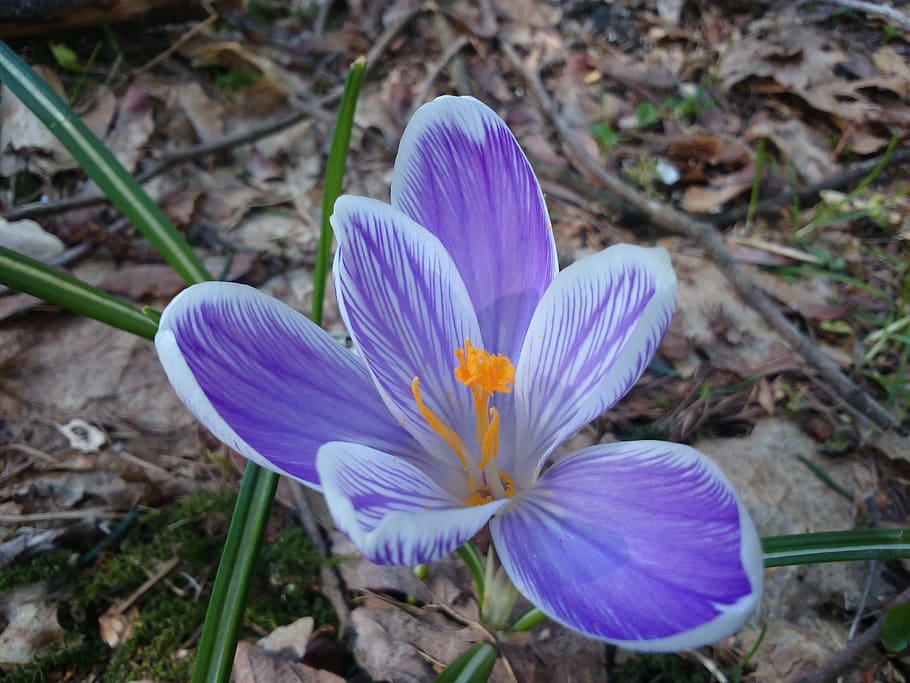spring, forest, nature, easter, flower, flowering plant, freshness HD wallpaper