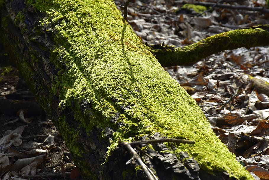 tree, moss, plant, growth, green color, tree trunk, nature HD wallpaper