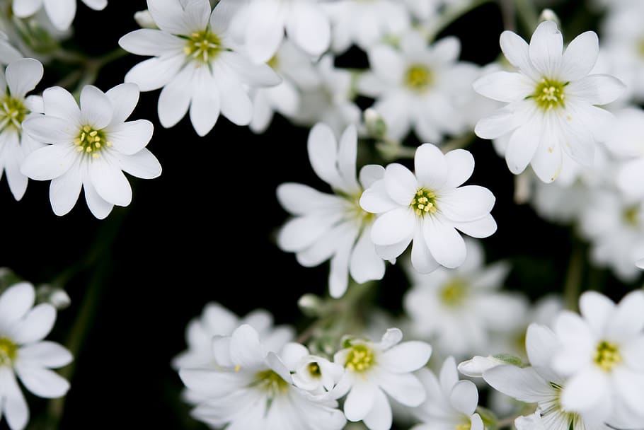 Closeup Photography of White Clustered Flowers, bloom, blooming HD wallpaper