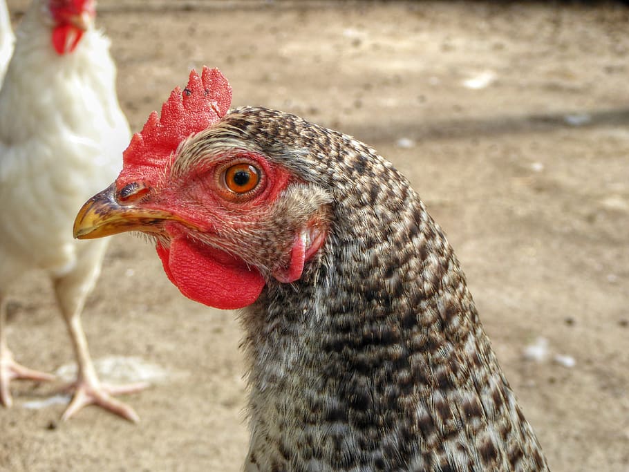 chicken, pattern, bird, farm, close up, plumage, poultry, nature HD wallpaper