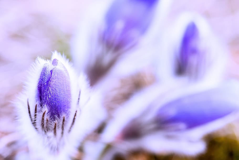 macro, flora, flower, close up, flowering plant, purple, beauty in nature HD wallpaper