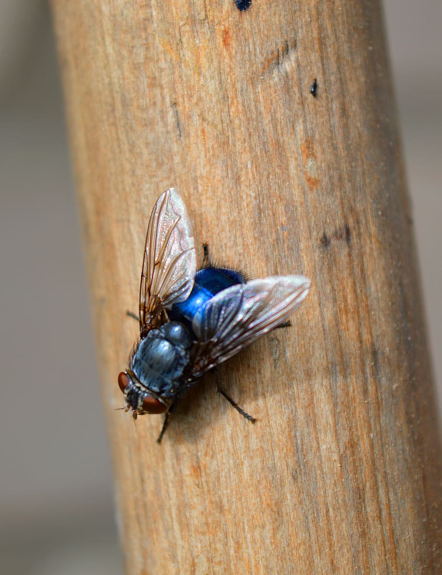 fly, close up, insect, blue, invertebrate, animal themes, animal wildlife HD wallpaper