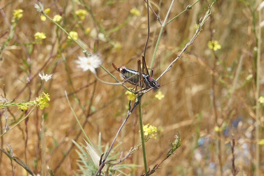 locusts, grass, insect, grasshopper, animal wildlife, animals in the wild HD wallpaper