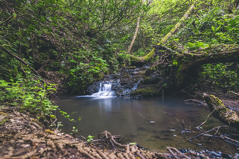 Waterfalls Surrounded With Green Leafed Trees, cascade, creek HD wallpaper