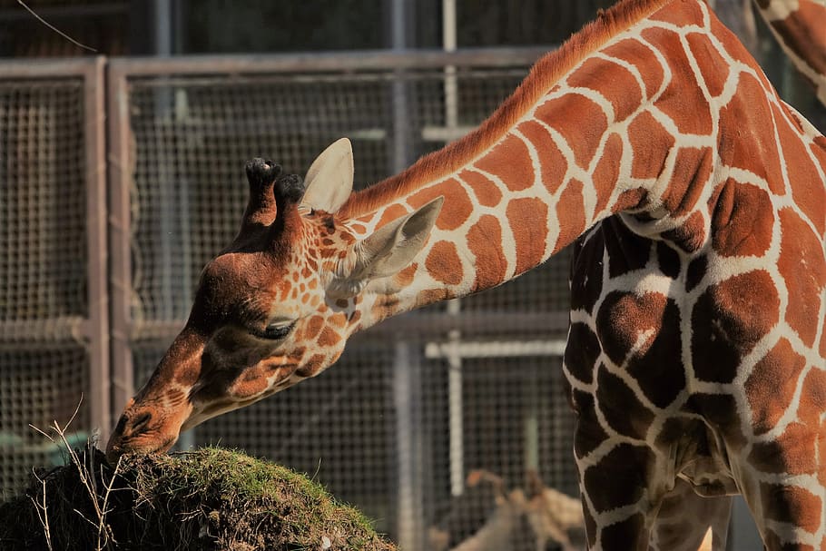 zoo, munich, giraffe, hellabrunn, animal, animal themes, mammal HD wallpaper