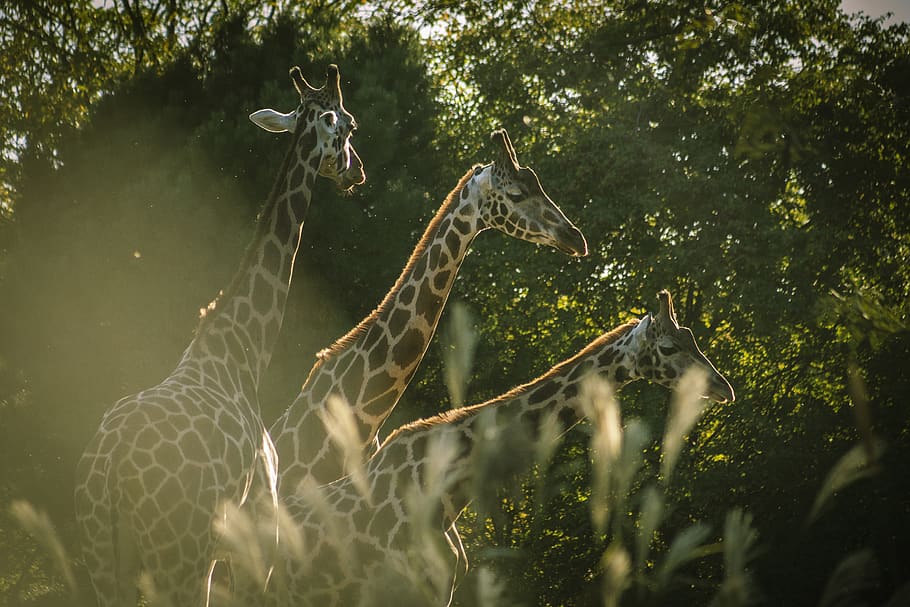 selective focus photography of three giraffes under trees, mammal, HD wallpaper