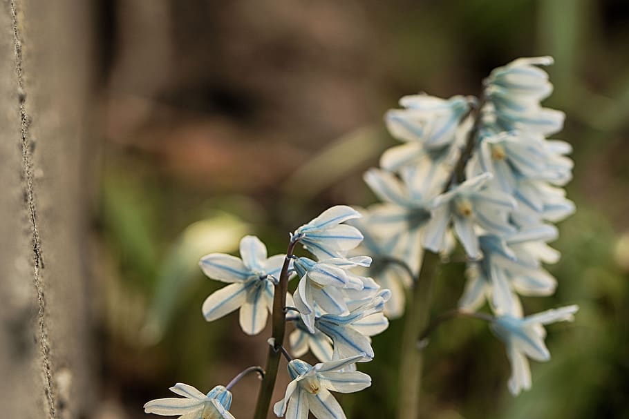 flower, white, plant, spring, nature, macro, blossom, flowering plant HD wallpaper