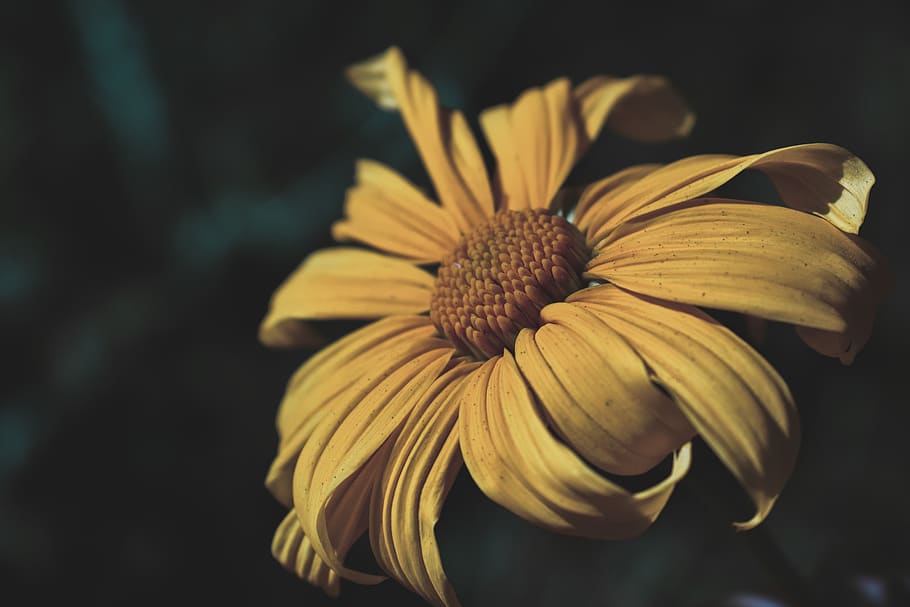 yellow, landscape, flower, dark, moody, fragility, flowering plant HD wallpaper