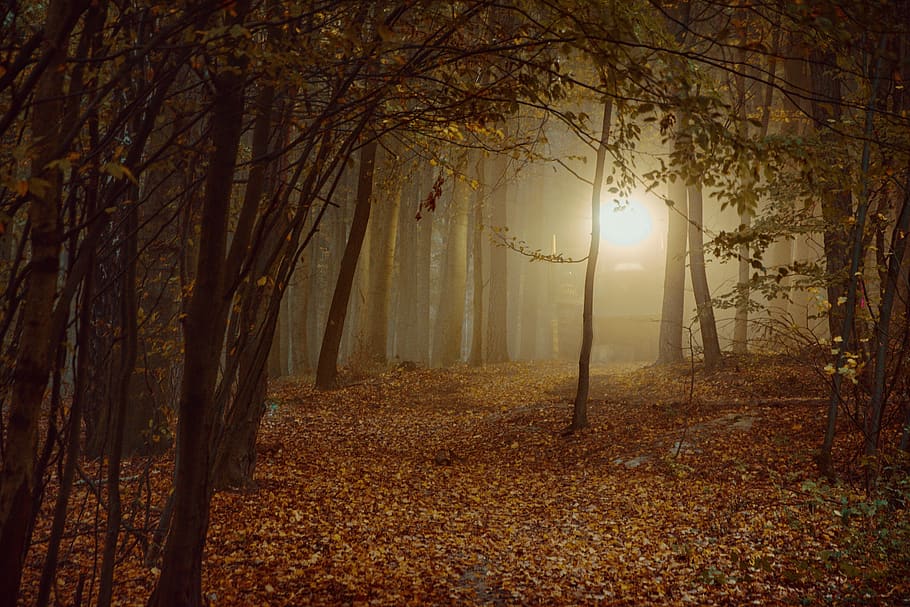 forest, sheet, autumn, landscape, tree, trees, mood, path, clear HD wallpaper